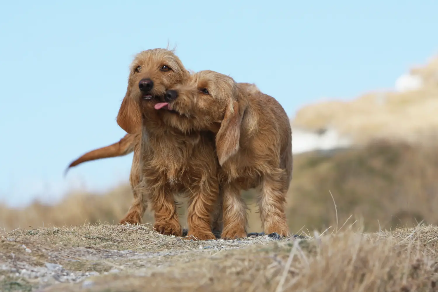 Cumpărarea unui cățel Basset fauve de Bretagne înseamnă asumarea responsabilității! Basset fauve de Bretagne cățeluși de vânzare.