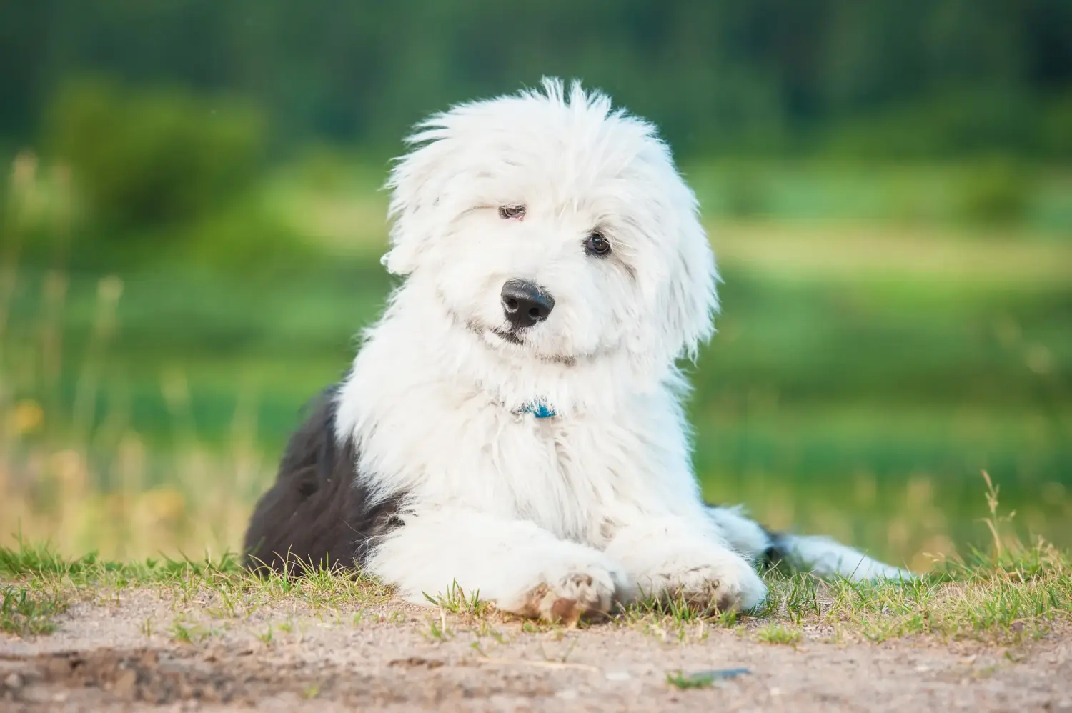 Cumpărarea unui cățel Bobtail înseamnă asumarea responsabilității! Cumpărați cățeluși Bobtail.