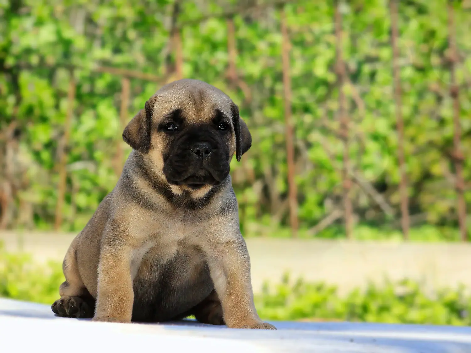 Cumpărarea unui cățel Boerboel înseamnă asumarea responsabilității! Cumpărați cățeluși Boerboel.