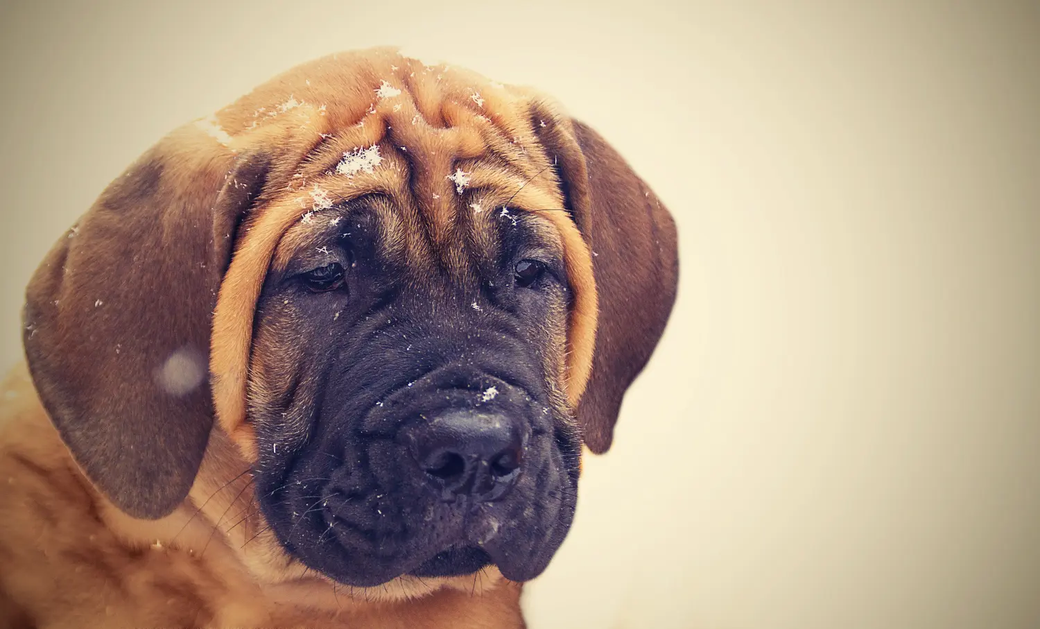 Cumpărarea unui cățel Boerboel înseamnă asumarea responsabilității! Cumpărați cățeluși Boerboel.