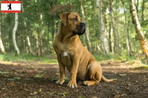 Read more about the article Boerboel crescători și căței în Berlin
