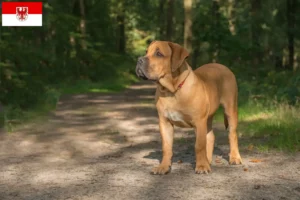 Read more about the article Boerboel crescători și căței în Brandenburg