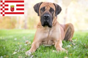 Read more about the article Boerboel crescători și căței în Bremen
