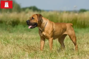 Read more about the article Boerboel crescători și căței în Hamburg