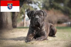 Read more about the article Boerboel crescători și căței în Hessen