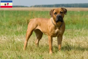 Read more about the article Boerboel crescători și căței în Mecklenburg-Vorpommern
