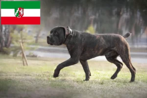 Read more about the article Boerboel crescători și căței în Renania de Nord-Westfalia