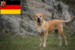 Read more about the article Boerboel crescători și căței în Renania-Palatinat