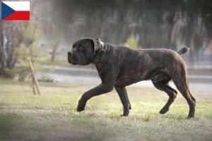 Read more about the article Crescători și căței Boerboel în Republica Cehă