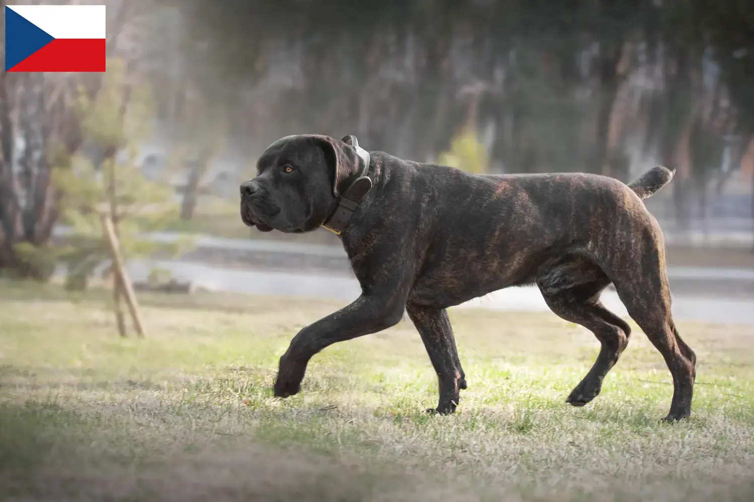 Read more about the article Crescători și căței Boerboel în Republica Cehă