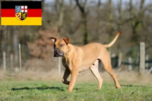 Read more about the article Boerboel crescători și căței în Saarland
