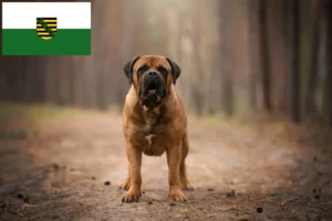 Read more about the article Boerboel crescători și căței în Saxonia