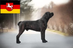 Read more about the article Boerboel crescători și căței în Saxonia Inferioară