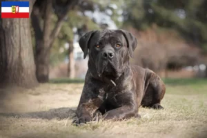 Read more about the article Boerboel crescători și căței în Schleswig-Holstein