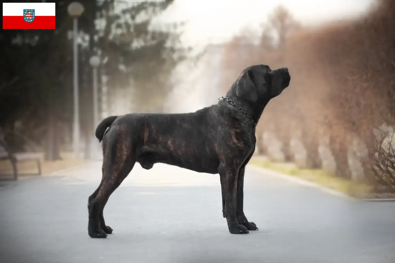 Read more about the article Boerboel crescători și căței în Thuringia