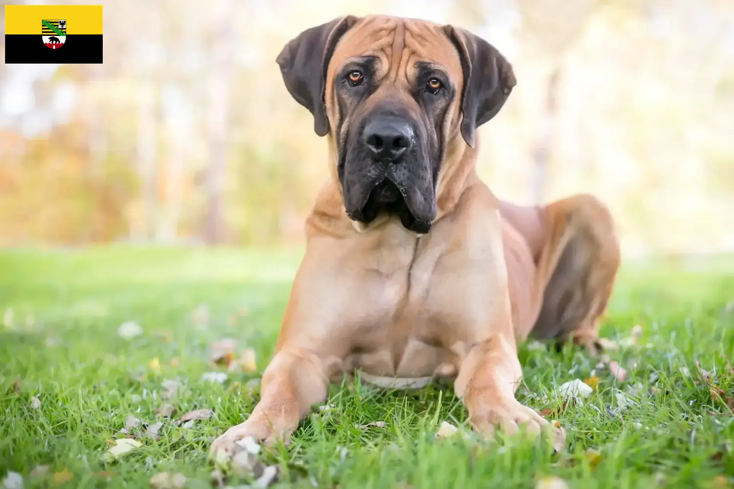 Read more about the article Boerboel crescători și căței în Saxonia-Anhalt