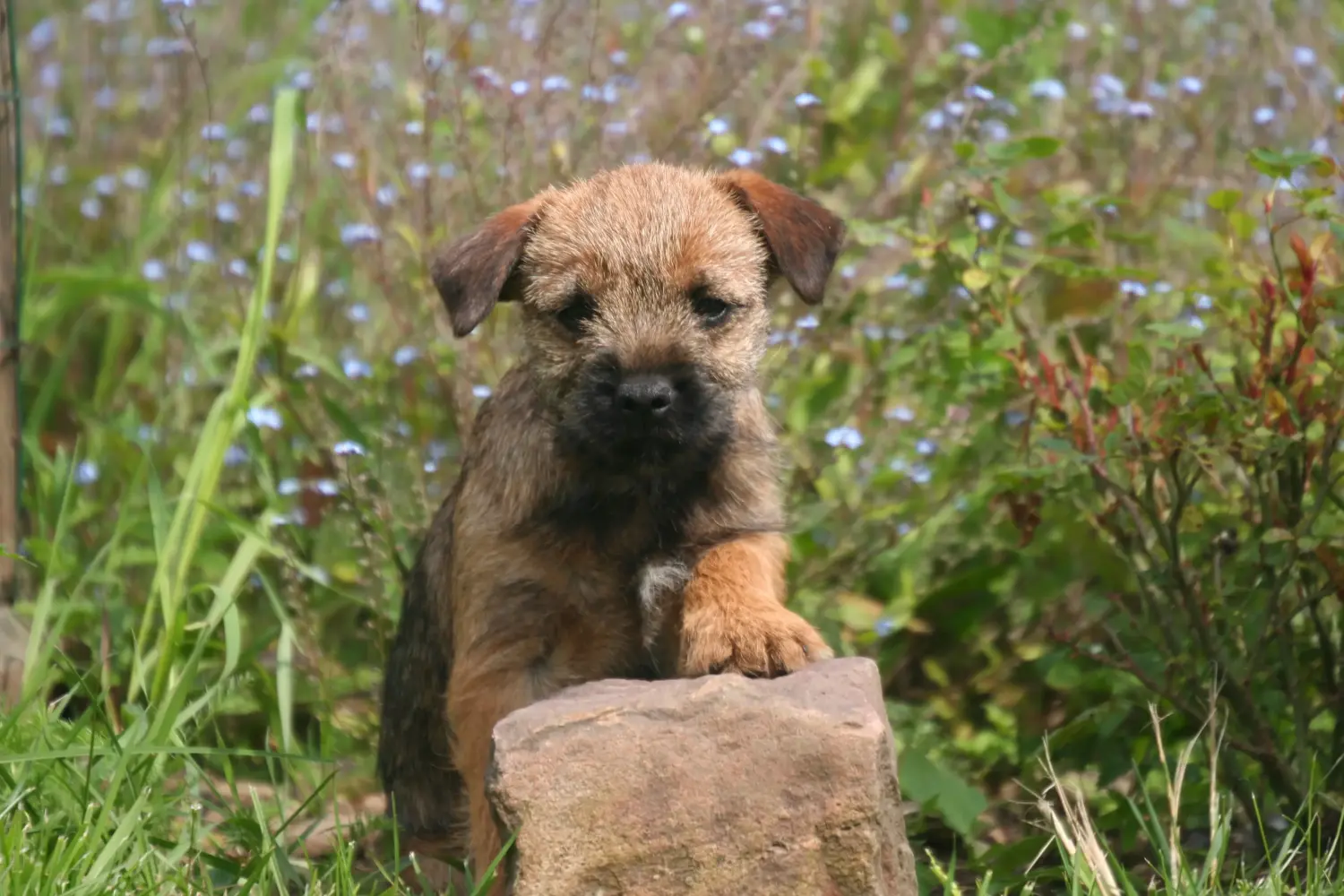 Cumpărarea unui cățel Border Terrier înseamnă asumarea responsabilității! Cumpărați căței Border Terrier.