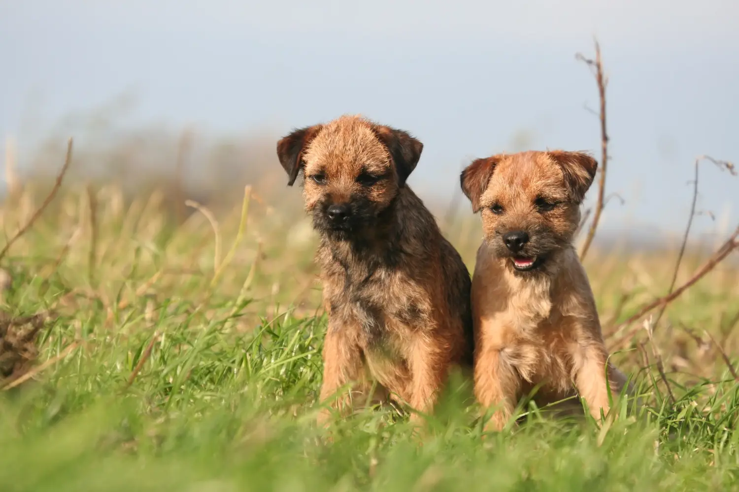 Cumpărarea unui cățel Border Terrier înseamnă asumarea responsabilității! Cumpărați căței Border Terrier.