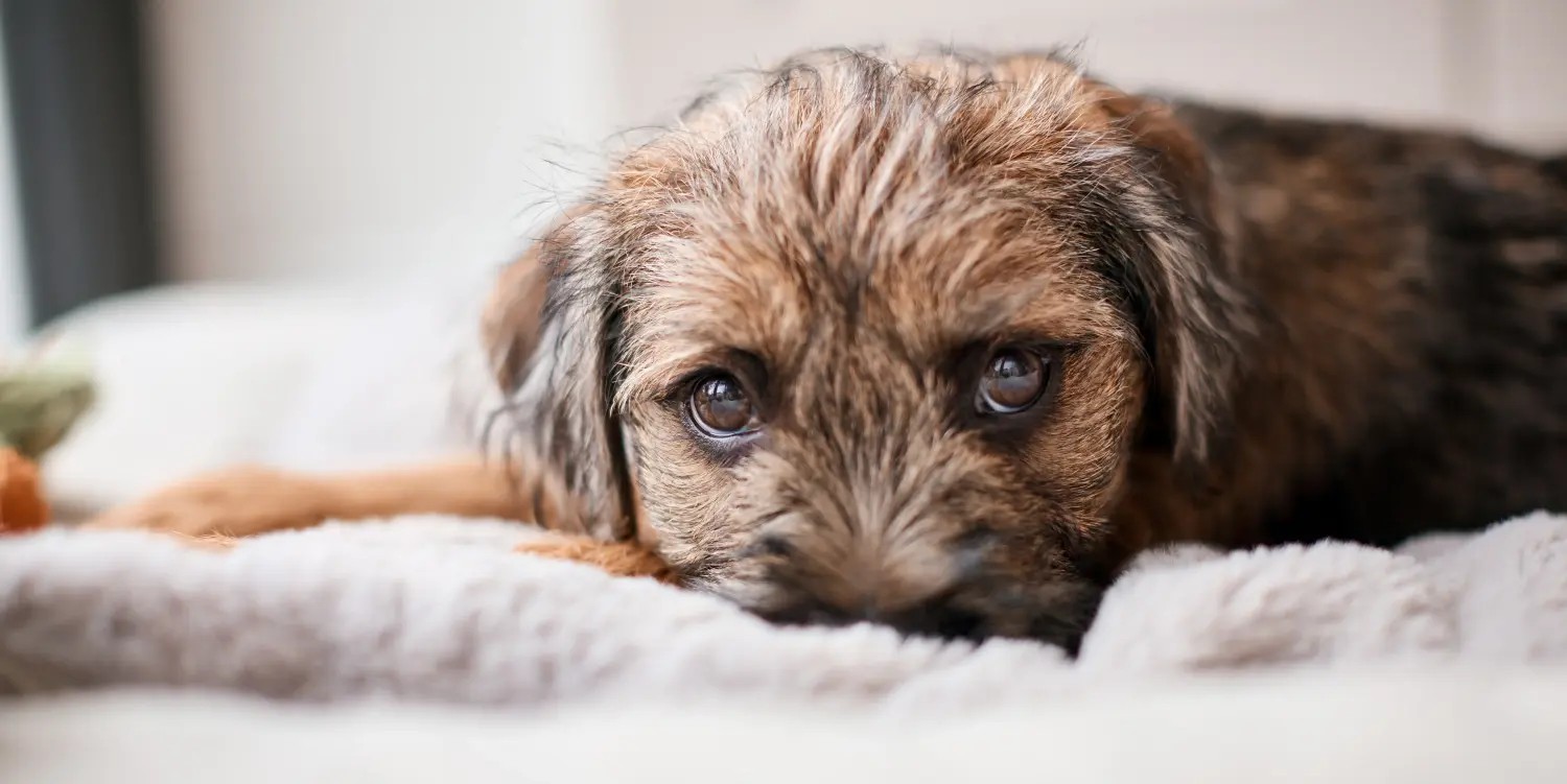 Cumpărarea unui cățel Border Terrier înseamnă asumarea responsabilității! Cumpărați căței Border Terrier.