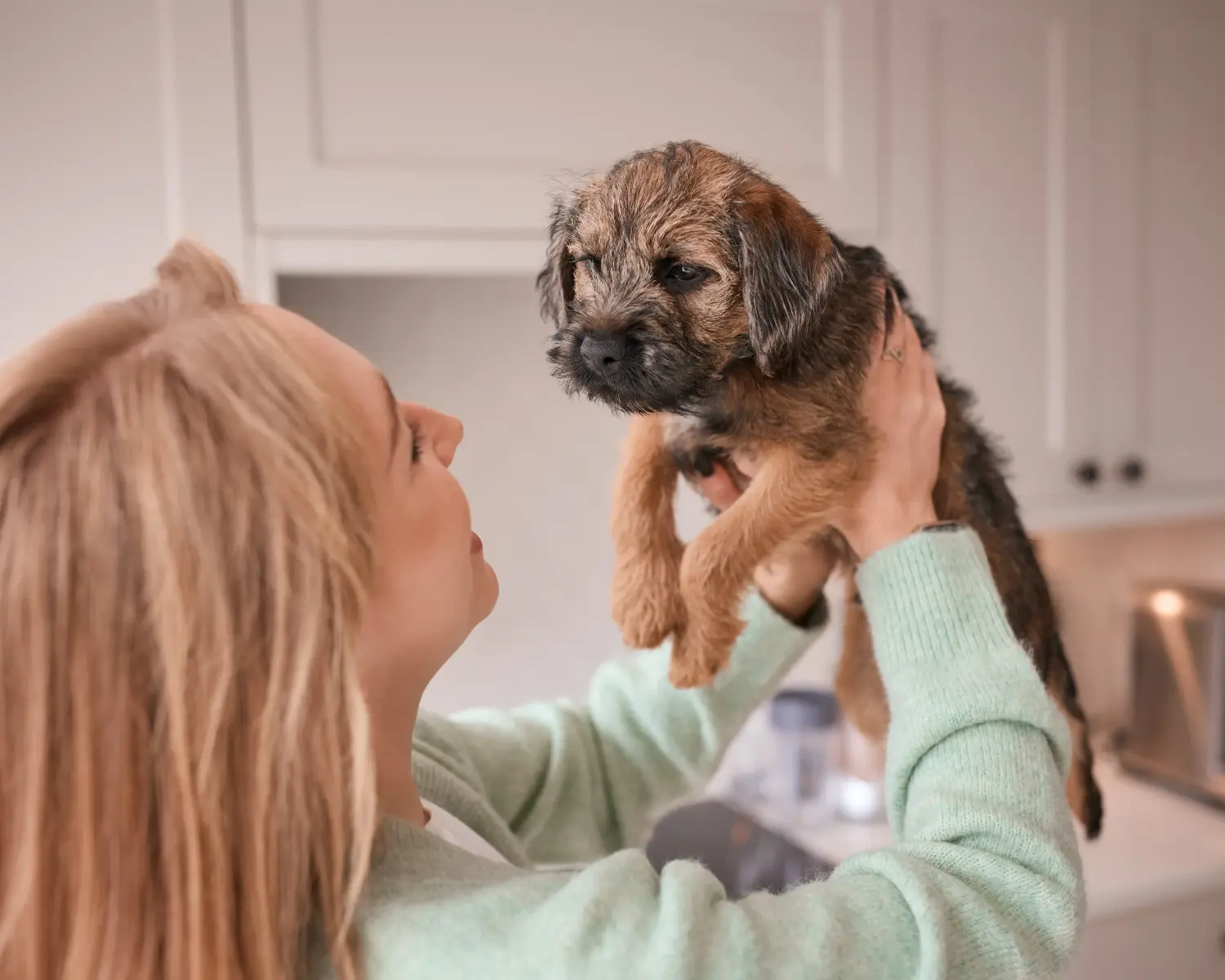 Cumpărarea unui cățel Border Terrier înseamnă asumarea responsabilității! Cumpărați căței Border Terrier.