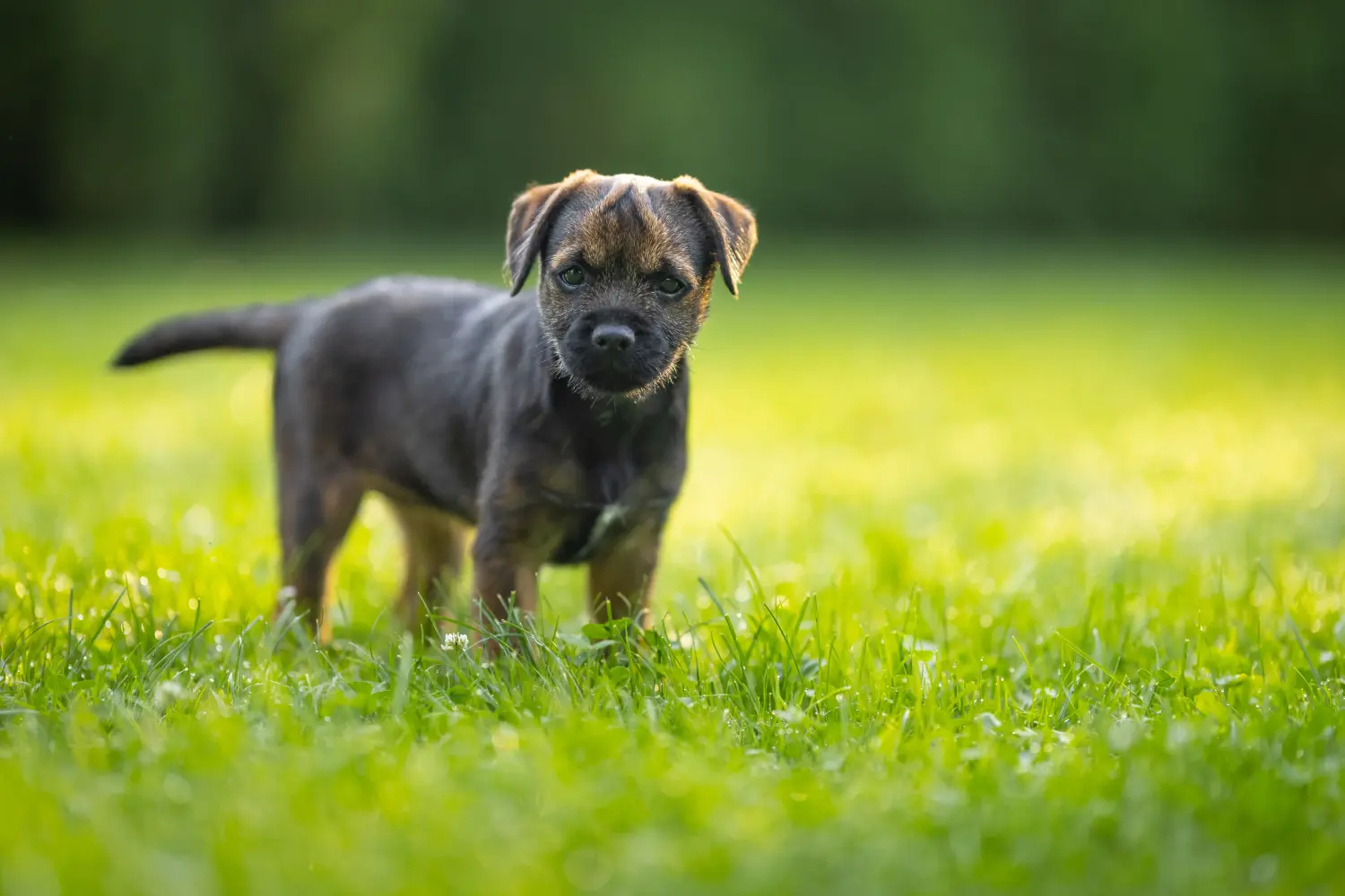 Cumpărarea unui cățel Border Terrier înseamnă asumarea responsabilității! Cumpărați căței Border Terrier.