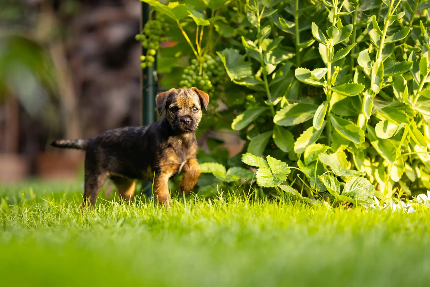 Cumpărarea unui cățel Border Terrier înseamnă asumarea responsabilității! Cumpărați căței Border Terrier.