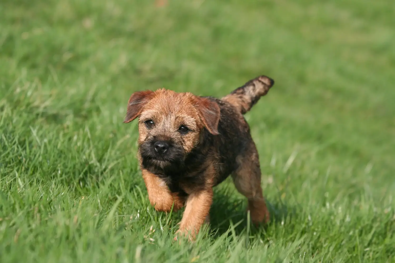 Cumpărarea unui cățel Border Terrier înseamnă asumarea responsabilității! Cumpărați căței Border Terrier.
