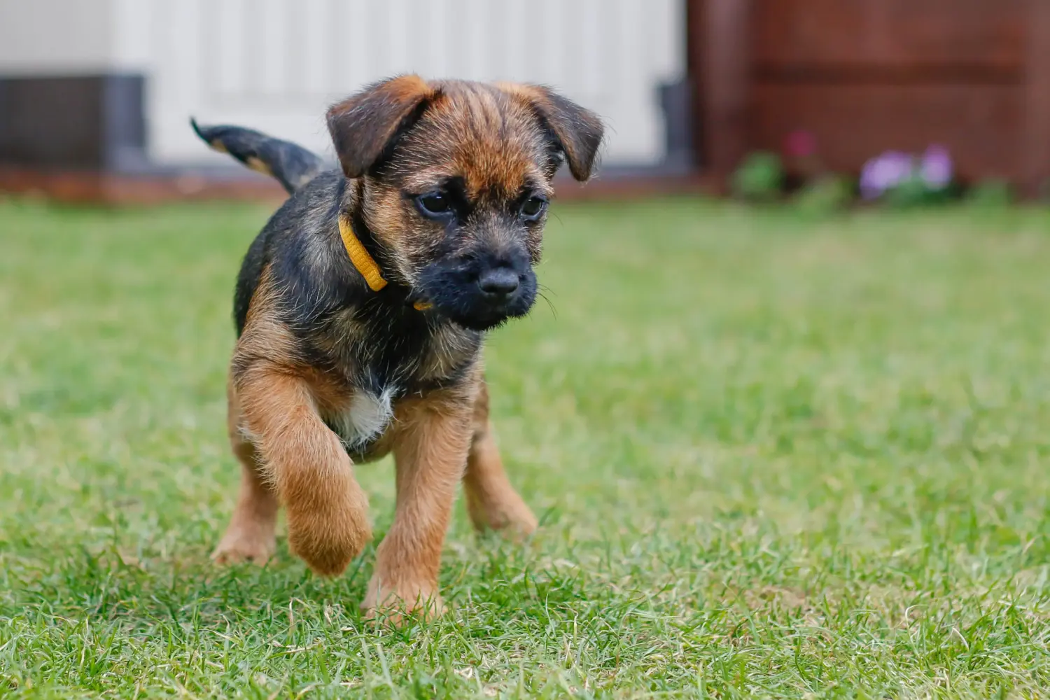 Cumpărarea unui cățel Border Terrier înseamnă asumarea responsabilității! Cumpărați căței Border Terrier.