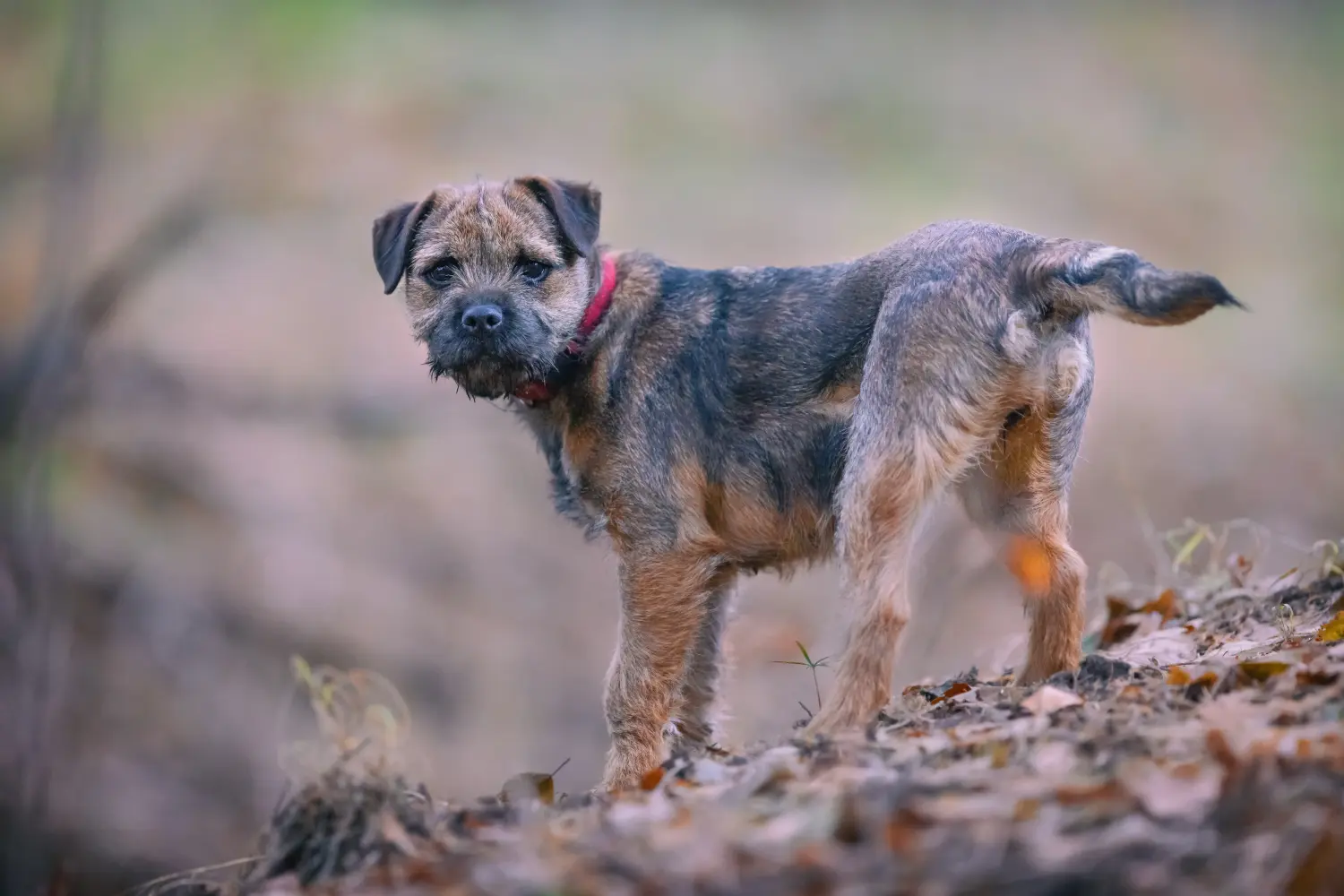 Cumpărarea unui cățel Border Terrier înseamnă asumarea responsabilității! Cumpărați căței Border Terrier.