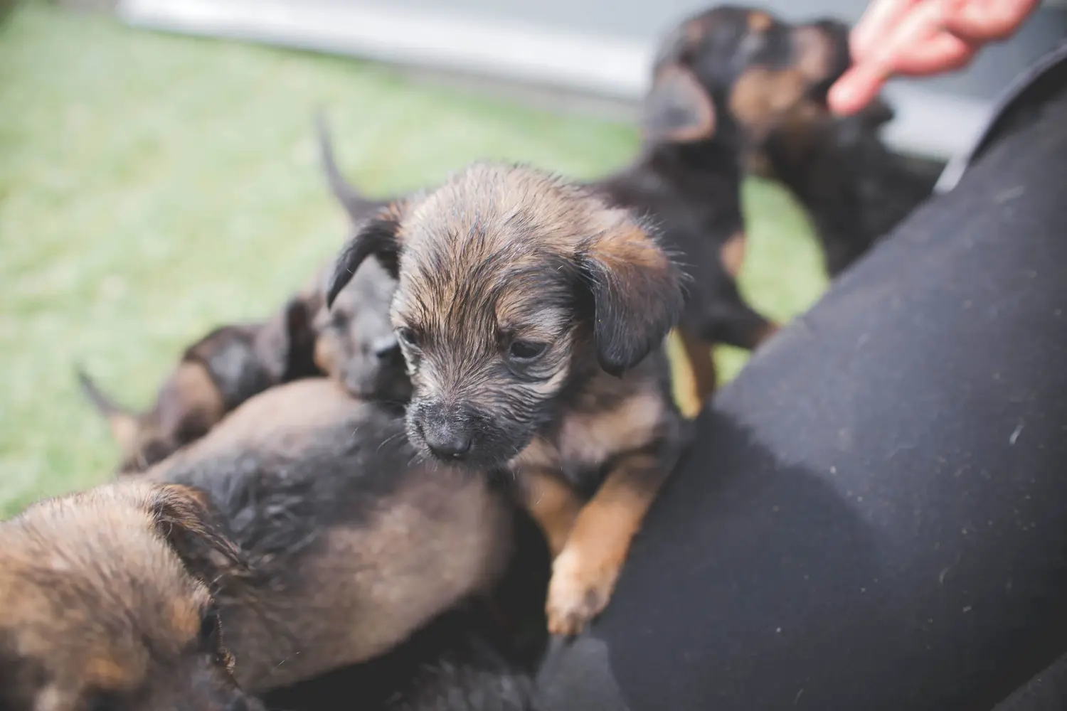 Cumpărarea unui cățel Border Terrier înseamnă asumarea responsabilității! Cumpărați căței Border Terrier.