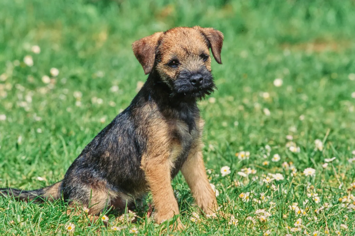 Cumpărarea unui cățel Border Terrier înseamnă asumarea responsabilității! Cumpărați căței Border Terrier.