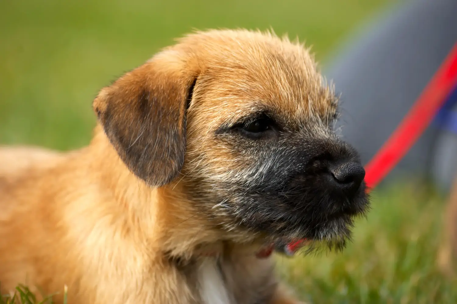Cumpărarea unui cățel Border Terrier înseamnă asumarea responsabilității! Cumpărați căței Border Terrier.