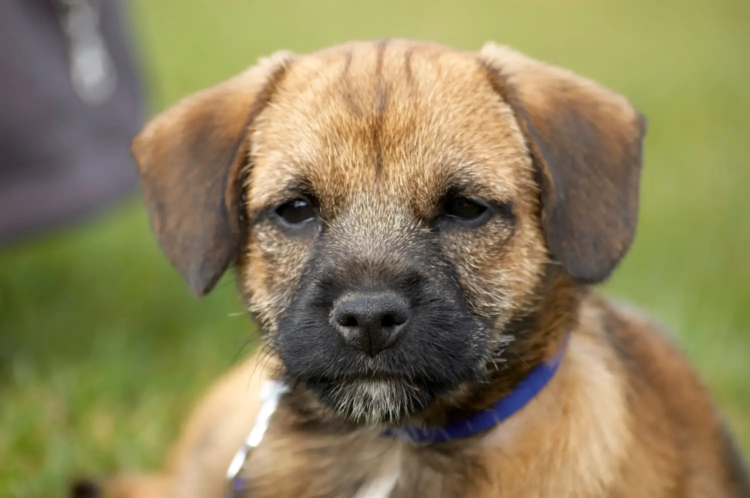 Cumpărarea unui cățel Border Terrier înseamnă asumarea responsabilității! Cumpărați căței Border Terrier.