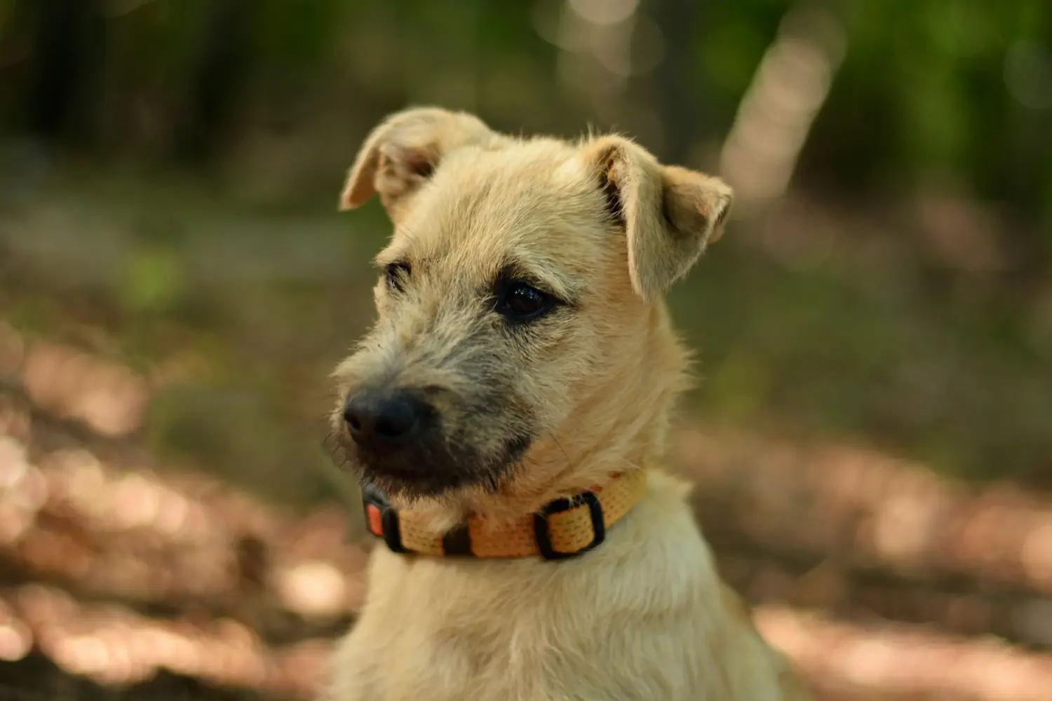 Cumpărarea unui cățel Border Terrier înseamnă asumarea responsabilității! Cumpărați căței Border Terrier.
