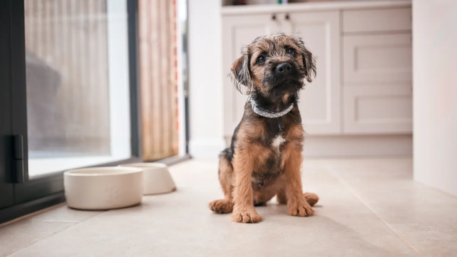 Cumpărarea unui cățel Border Terrier înseamnă asumarea responsabilității! Cumpărați căței Border Terrier.