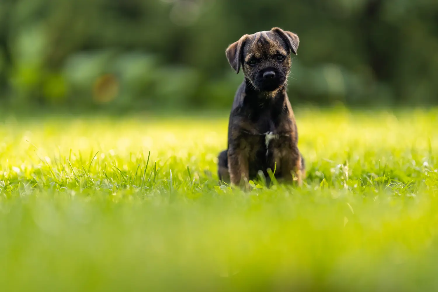 Cumpărarea unui cățel Border Terrier înseamnă asumarea responsabilității! Cumpărați căței Border Terrier.