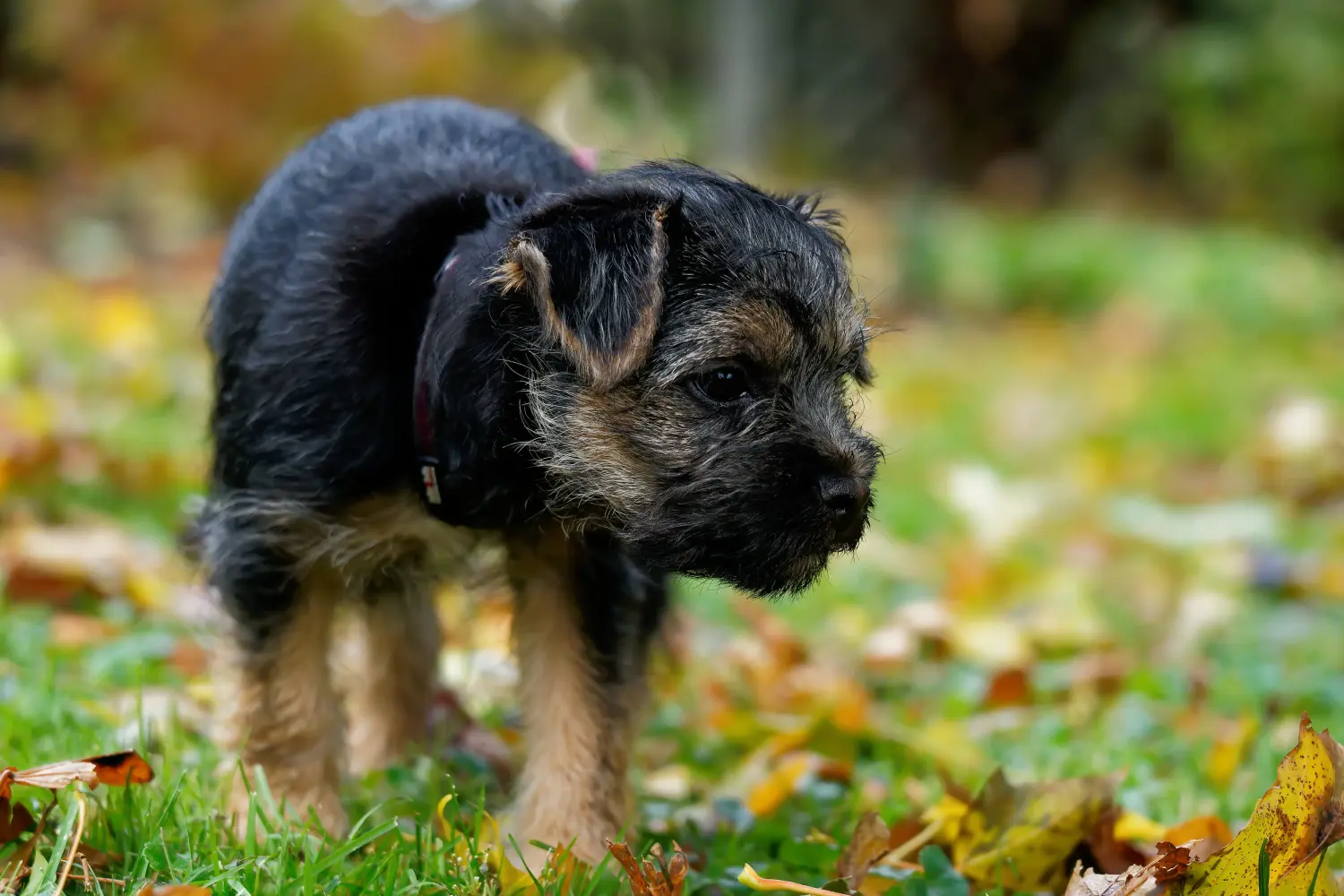 Cumpărarea unui cățel Border Terrier înseamnă asumarea responsabilității! Cumpărați căței Border Terrier.