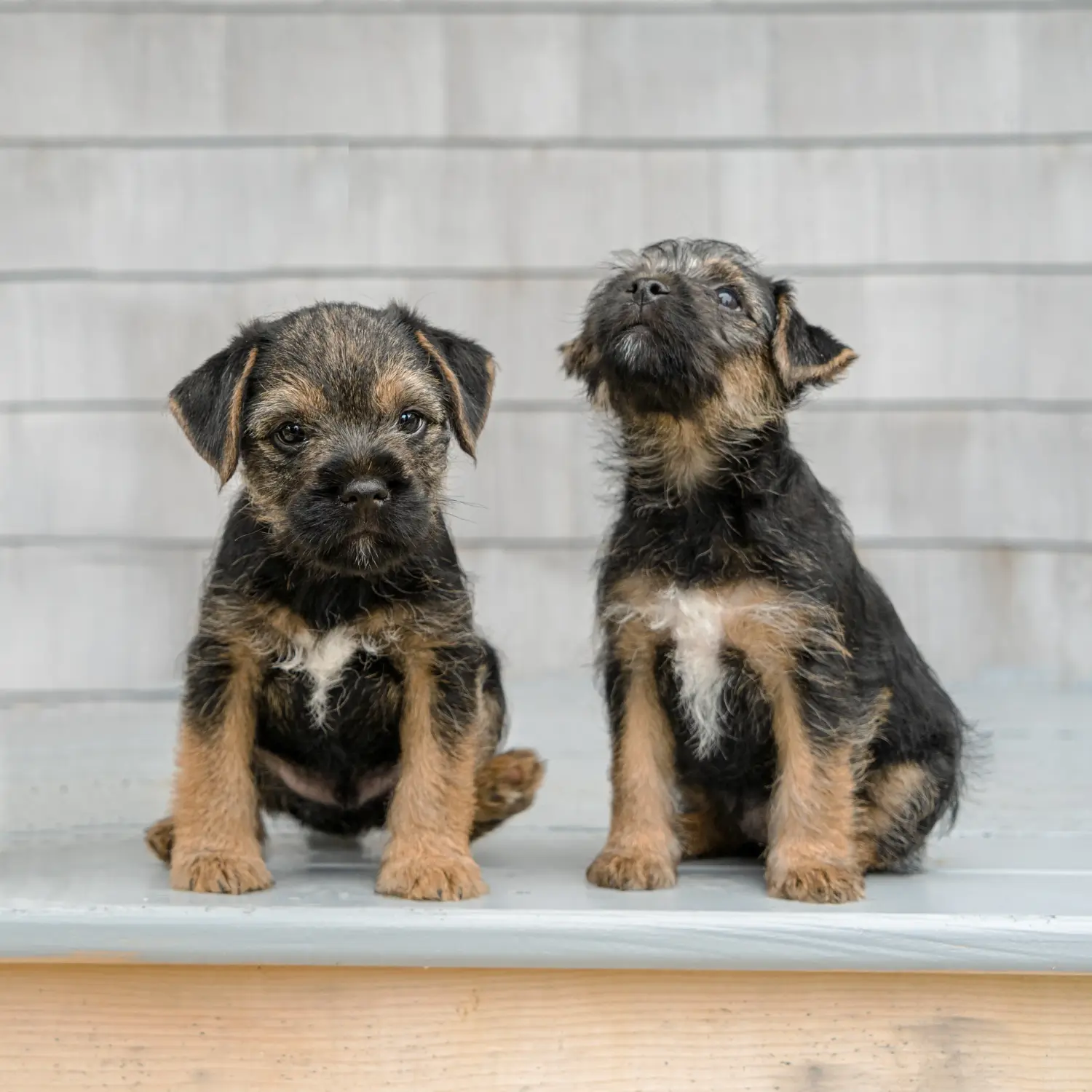 Cumpărarea unui cățel Border Terrier înseamnă asumarea responsabilității! Cumpărați căței Border Terrier.