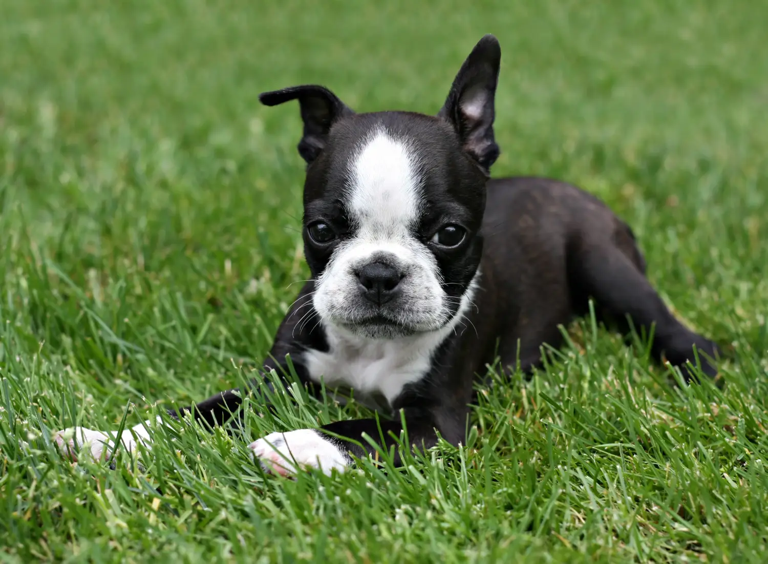 Cumpărarea unui cățel Boston Terrier înseamnă asumarea responsabilității! Cumpărați cățeluși Boston Terrier.