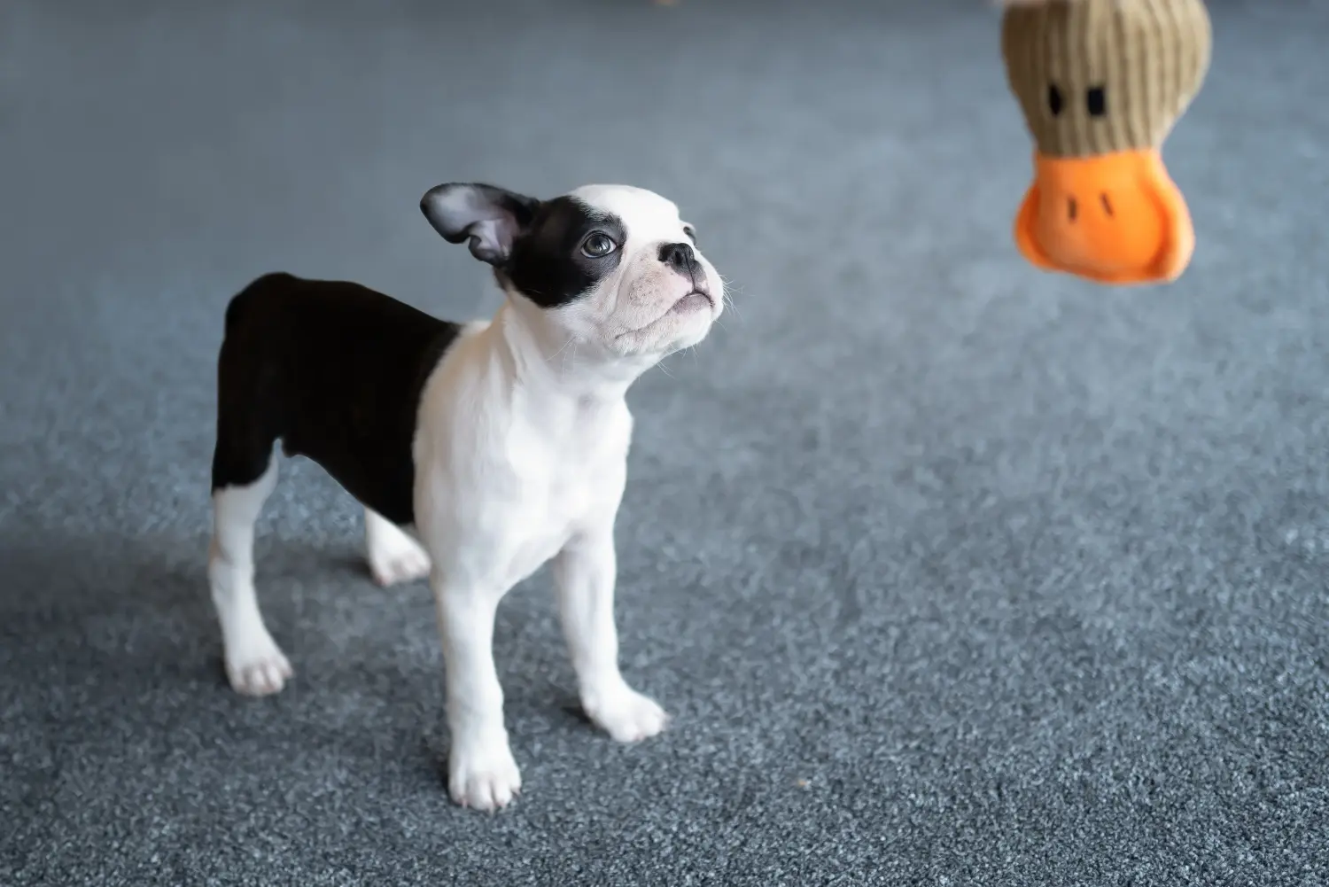 Cumpărarea unui cățel Boston Terrier înseamnă asumarea responsabilității! Cumpărați cățeluși Boston Terrier.