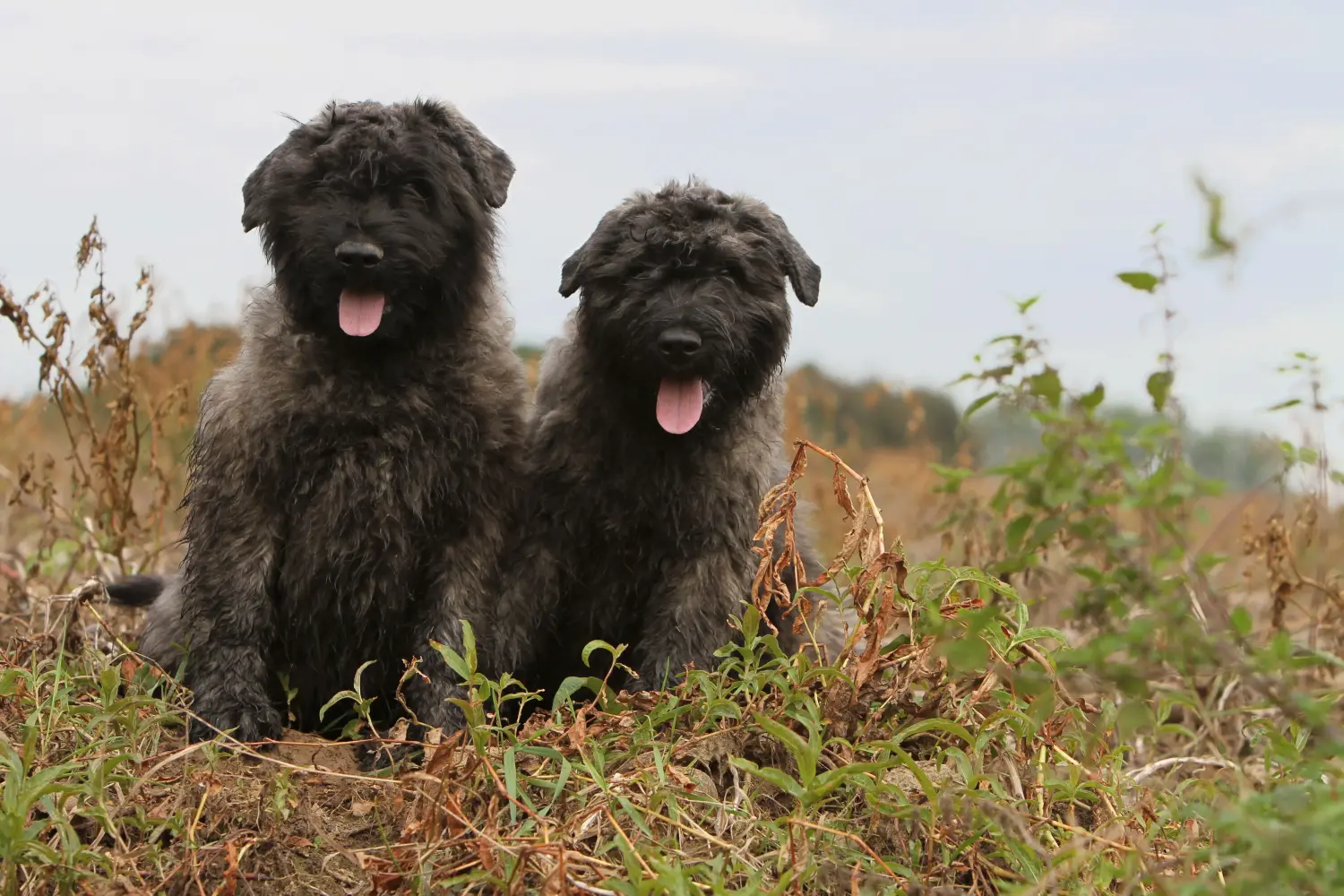 Cumpărarea unui cățel Bouvier des Flandres înseamnă asumarea responsabilității! Cumpărați căței Bouvier des Flandres.