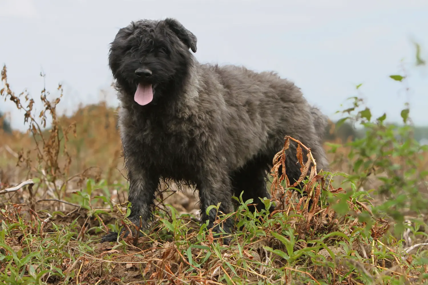 Cumpărarea unui cățel Bouvier des Flandres înseamnă asumarea responsabilității! Cumpărați căței Bouvier des Flandres.