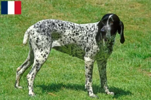 Read more about the article Braque d’Auvergne crescători și căței în Franța