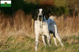 Read more about the article Braque d’Auvergne crescători și căței în Saxonia