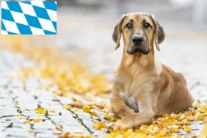 Read more about the article Broholmer crescători și căței în Bavaria
