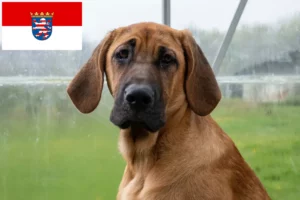 Read more about the article Broholmer crescători și căței în Hessen