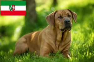 Read more about the article Broholmer crescători și căței în Renania de Nord-Westfalia