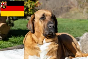 Read more about the article Broholmer crescători și căței în Renania-Palatinat
