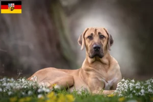 Read more about the article Broholmer crescători și căței în Saarland