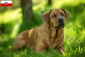 Read more about the article Broholmer crescători și căței în Turingia